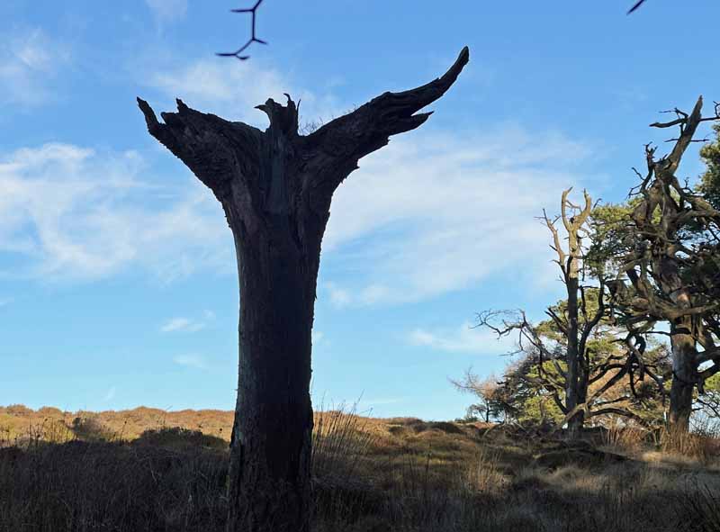 Eagle Totem