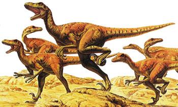 Velociraptors