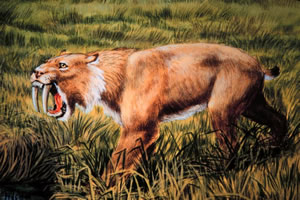 Sabre-tooth