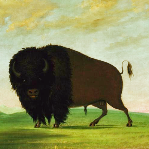 Buffalo